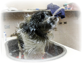Dog shedding water