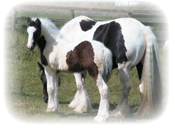 Pony photo